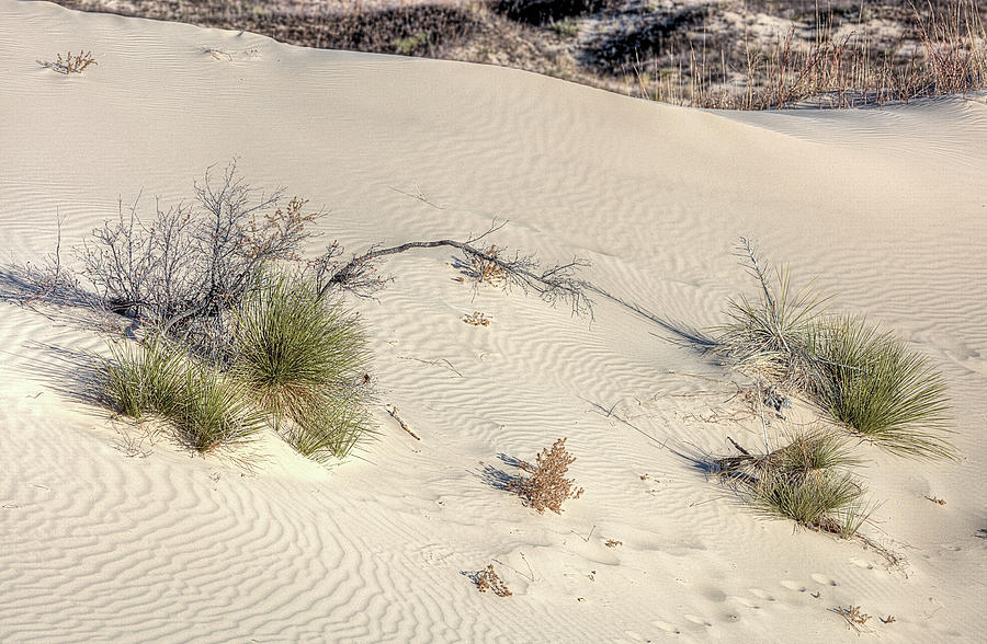 The Monahans Sandhills Photograph by JC Findley