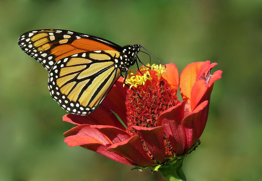 The Monarch Beauty Photograph by Rebecca Grzenda