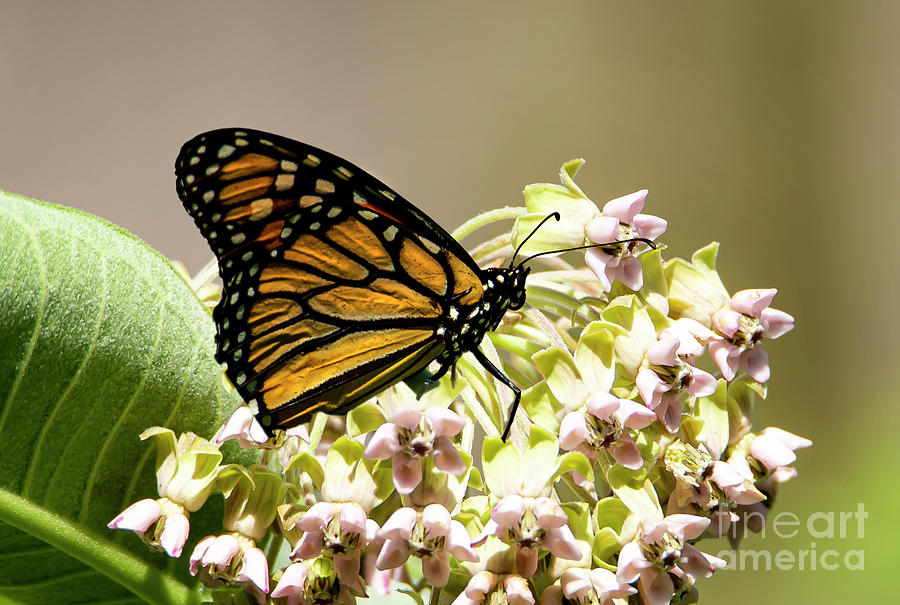 The Monarch Butterfly Photograph by Sandra Js