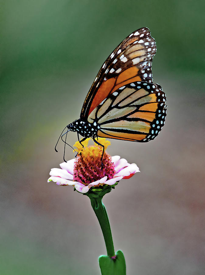 The Monarch Photograph by Gina Fitzhugh