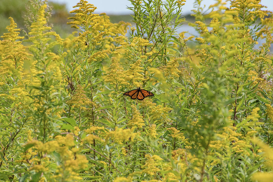 Butterfly Photograph - The Monarch in the Goldenrod by Neil Taitel