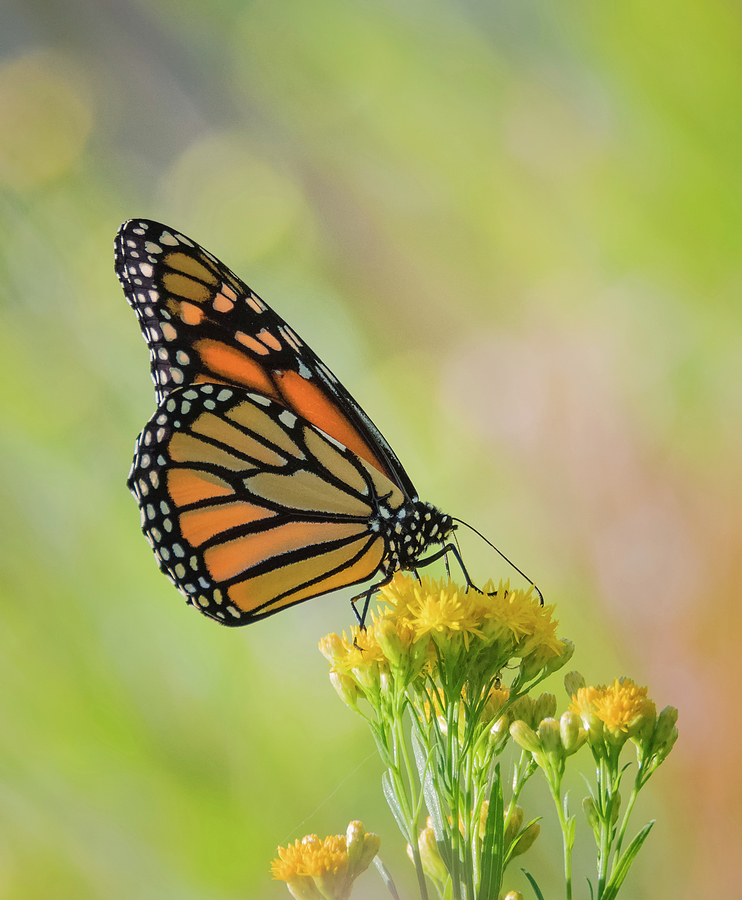 The Monarch Photograph by Loree Johnson
