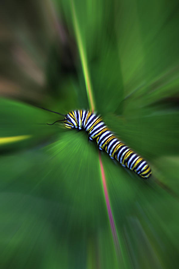 The Monarchs Rush Photograph by Wayne King