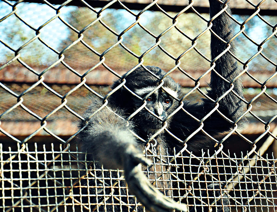 The monkey in the wire fence Photograph by Jun Xu