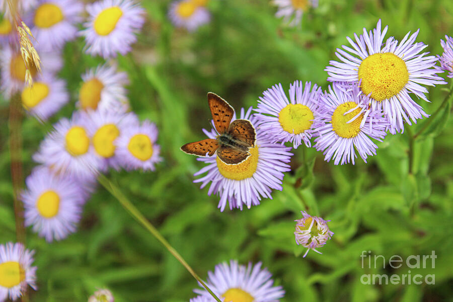 The Montana Butterfly Photograph by Curtis Boggs - Fine Art America