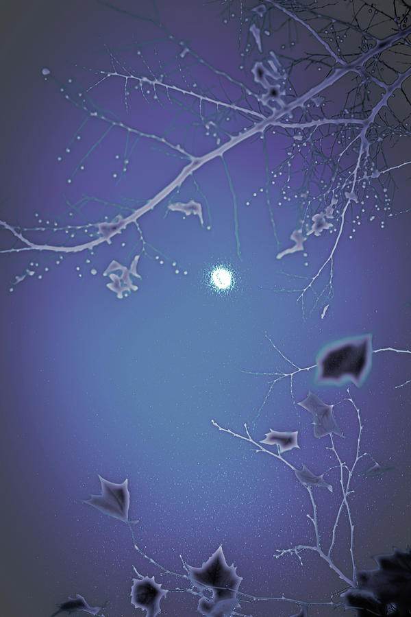 The Moon and Two Trees Photograph by W Craig Photography
