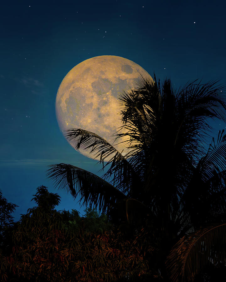 The Moon in Summer Photograph by Mark Andrew Thomas