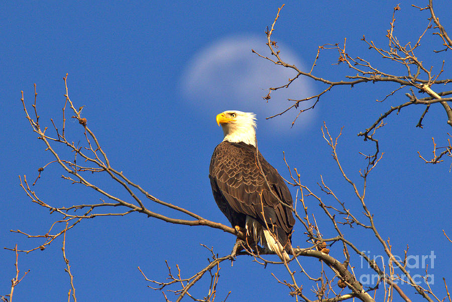 The Moon Over An Eagle Photograph by Adam Jewell