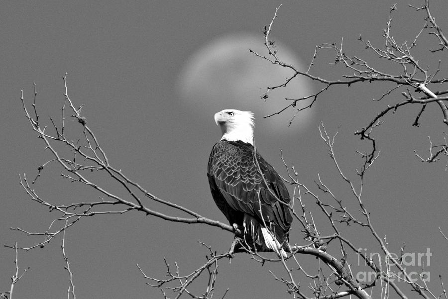 The Moon Over An Eagle Black And White Photograph by Adam Jewell