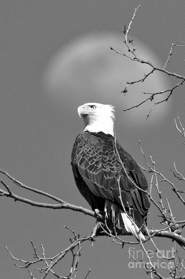 The Moon Over An Eagle Portrait Black And White Photograph by Adam Jewell