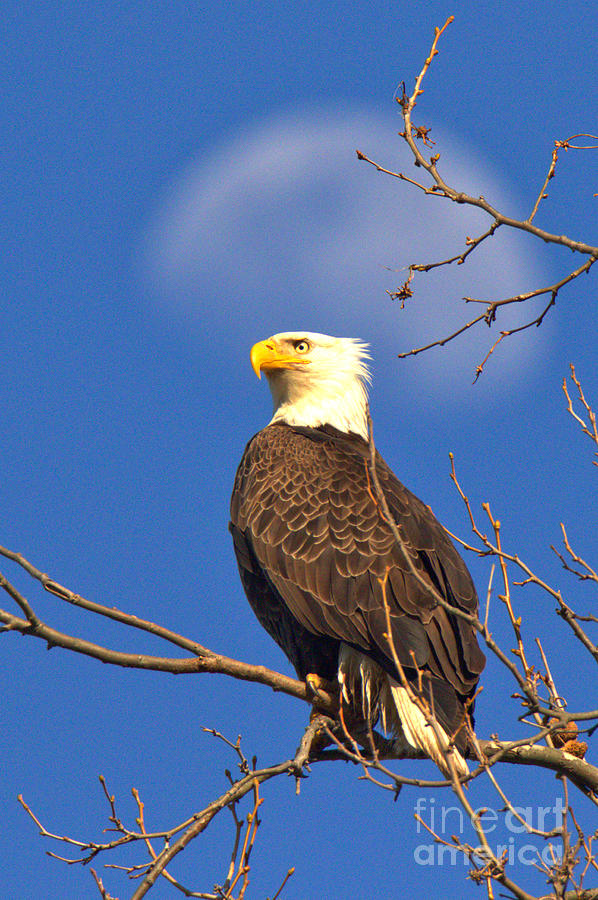 The Moon Over And Eagle Portrait Photograph by Adam Jewell