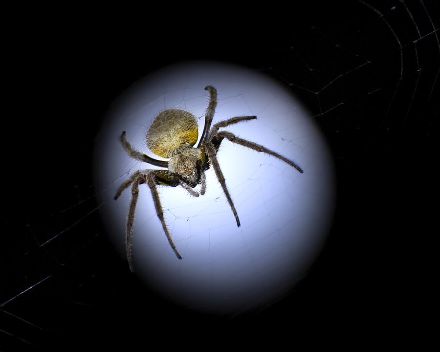 The Moon Spider Photograph by Mark Andrew Thomas