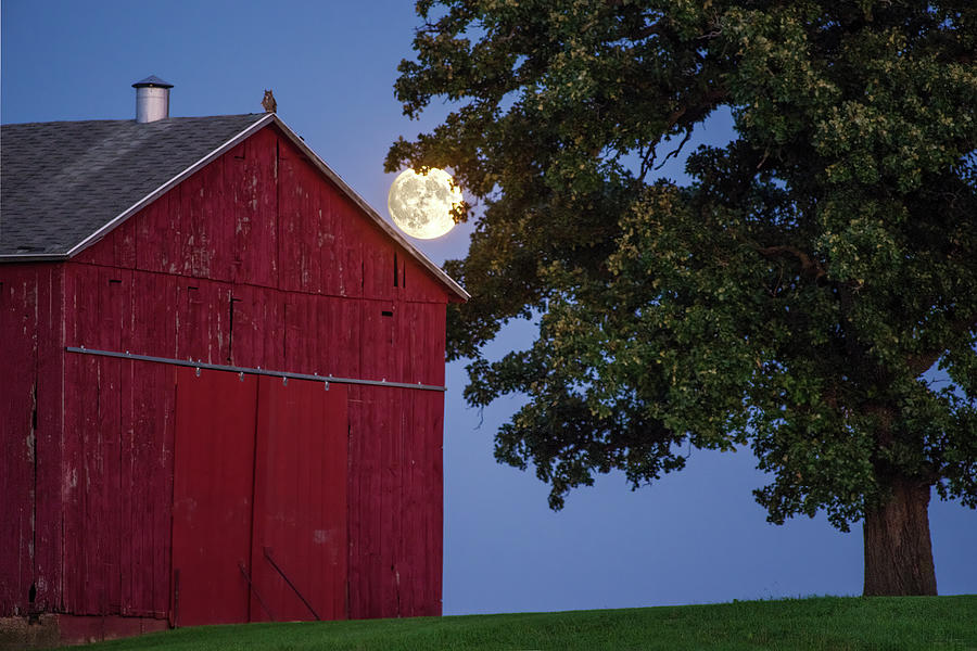 The Moon Watcher - owl atop Moe tobacco shed at moonrise Photograph by Peter Herman
