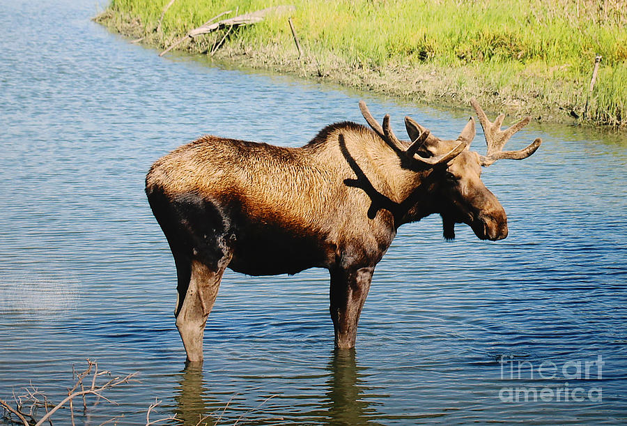 The Moose Photograph by Doug Gist