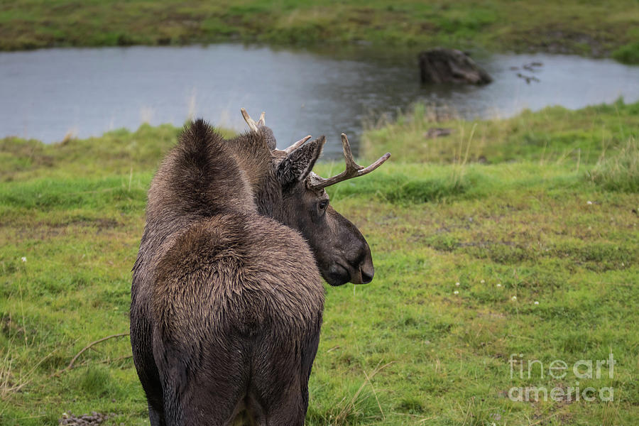 The Moose Photograph by Eva Lechner