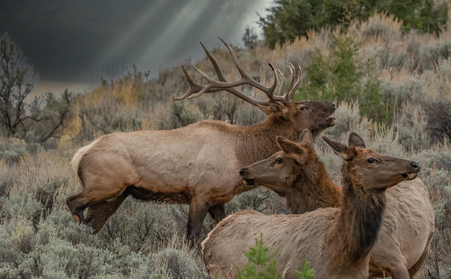 The Morning Bugle Call, Yellowstone Elk Photograph by Marcy Wielfaert