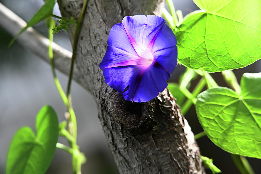The Morning Glory Flower Photograph by Dung Ma