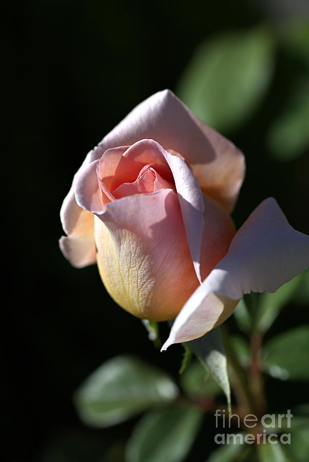 The Morning Pink Rose Photograph by Joy Watson