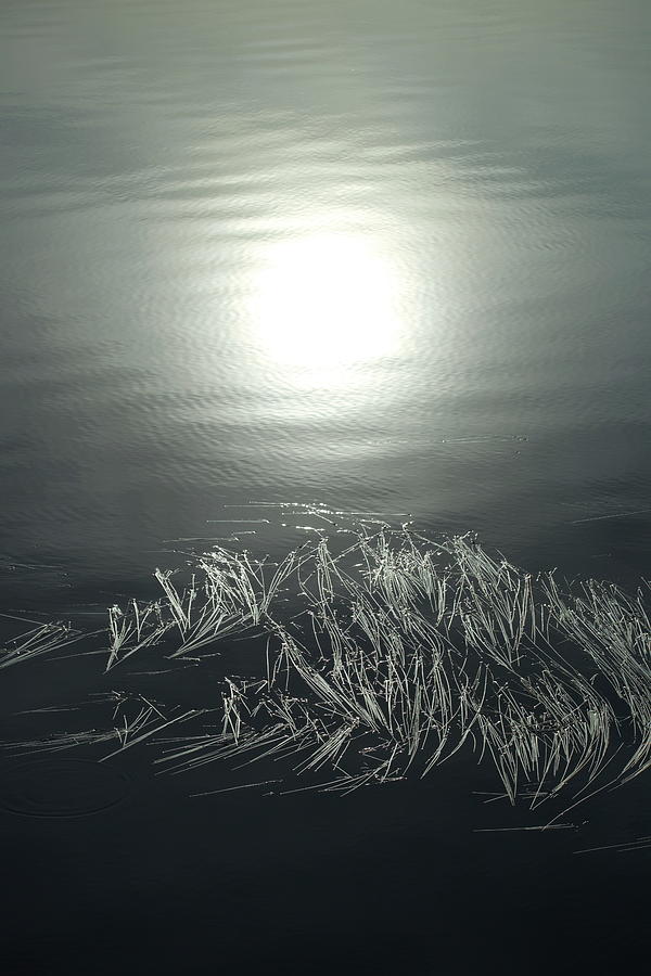 The morning sun is reflected in a lake where seagrass is floatin Photograph by Ulrich Kunst And Bettina Scheidulin
