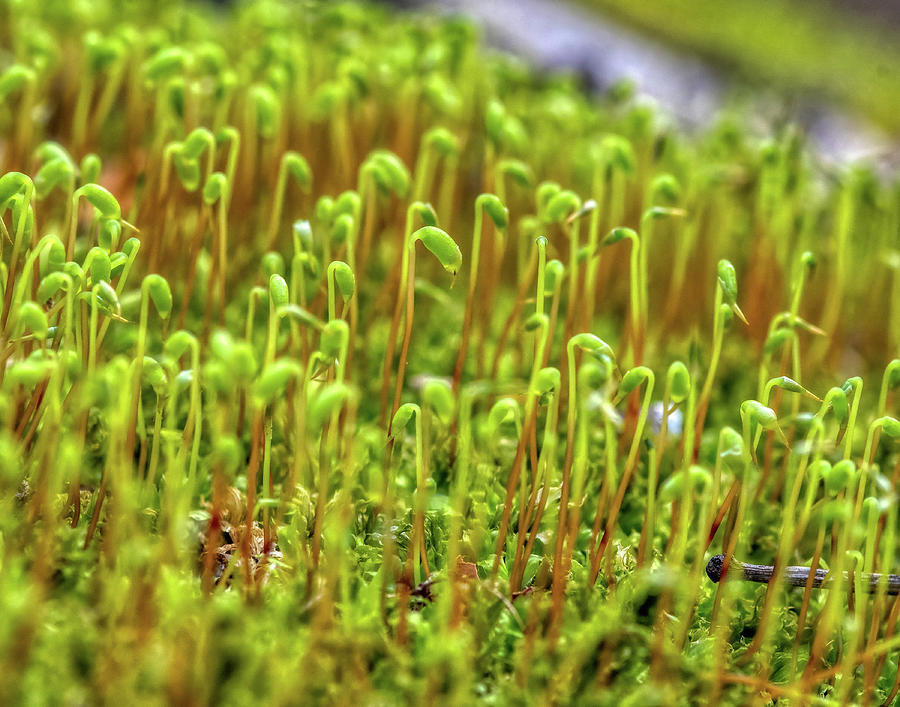 The Moss Universe Photograph by Lara Ellis