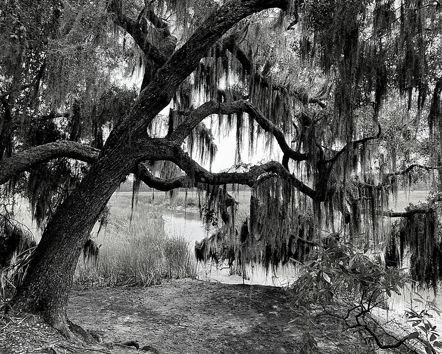 The Moss Welcomes You BW Photograph by Lee Darnell