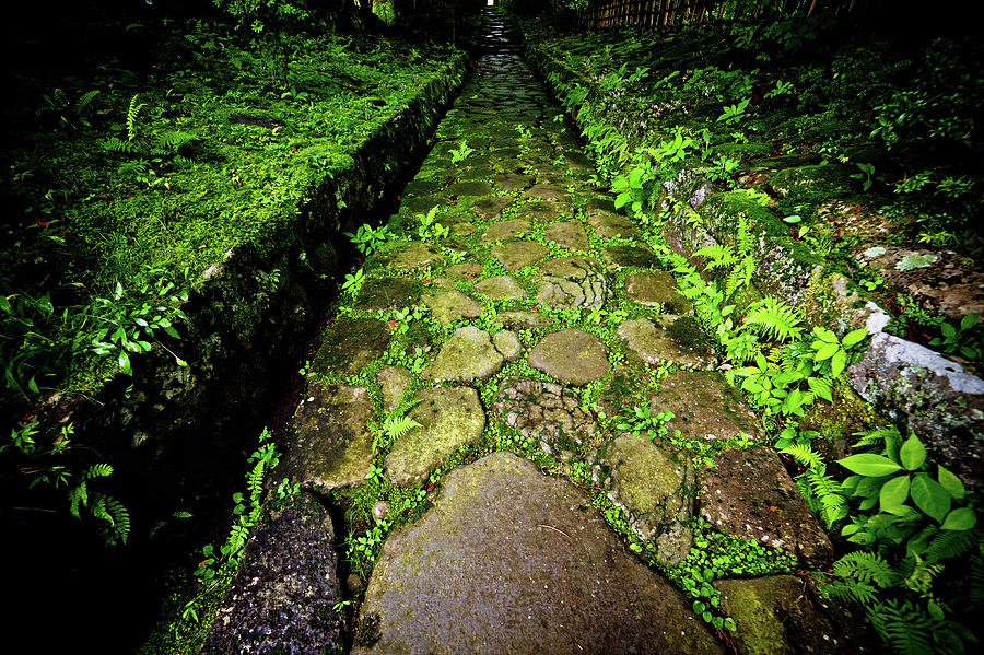 The mossy way... Nikko. Japan Photograph by Lie Yim