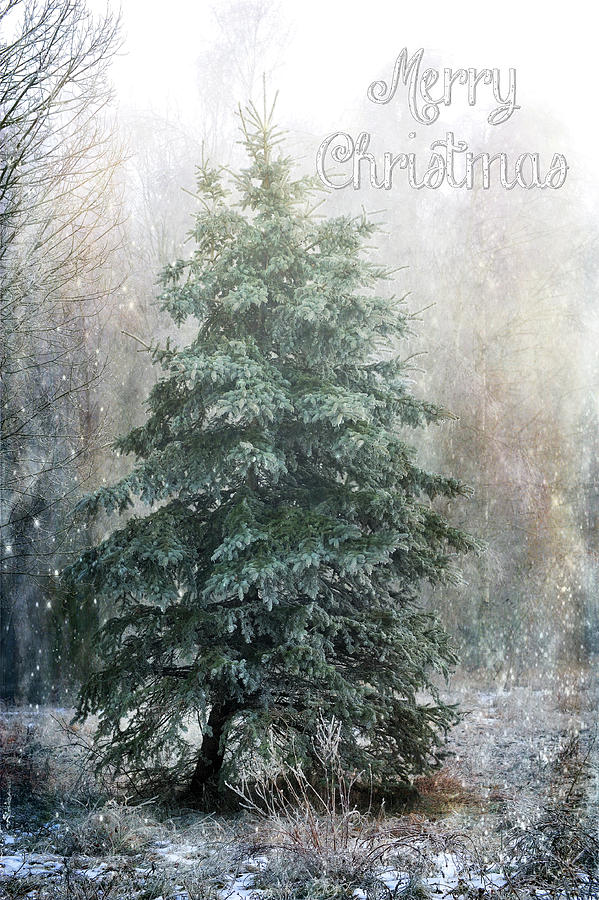 The Most Beautiful Christmas Tree Photograph by Randi Grace Nilsberg