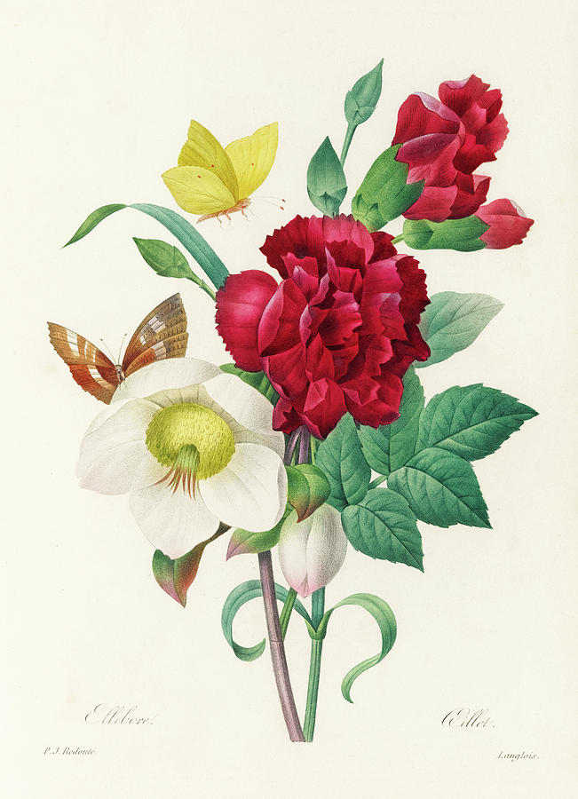 The Most Beautiful Flowers Painting by Pierre-Joseph Redoute - Pixels