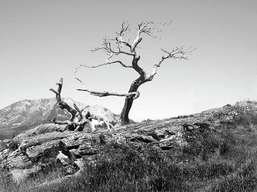 Black And White Photograph - The Most Photographed Tree in Canada by Andrew Sharp