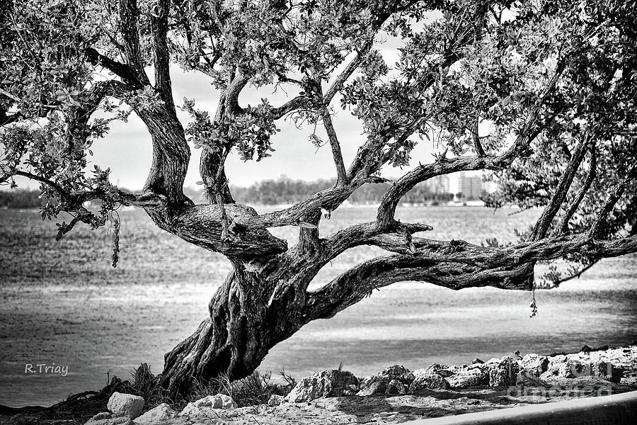 The Mother Bay Tree Photograph by Rene Triay FineArt Photos