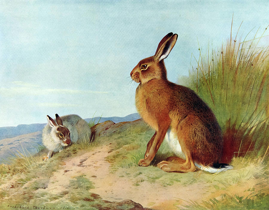 Archibald Thorburn Painting - The Mountain Hare by Archibald Thorburn