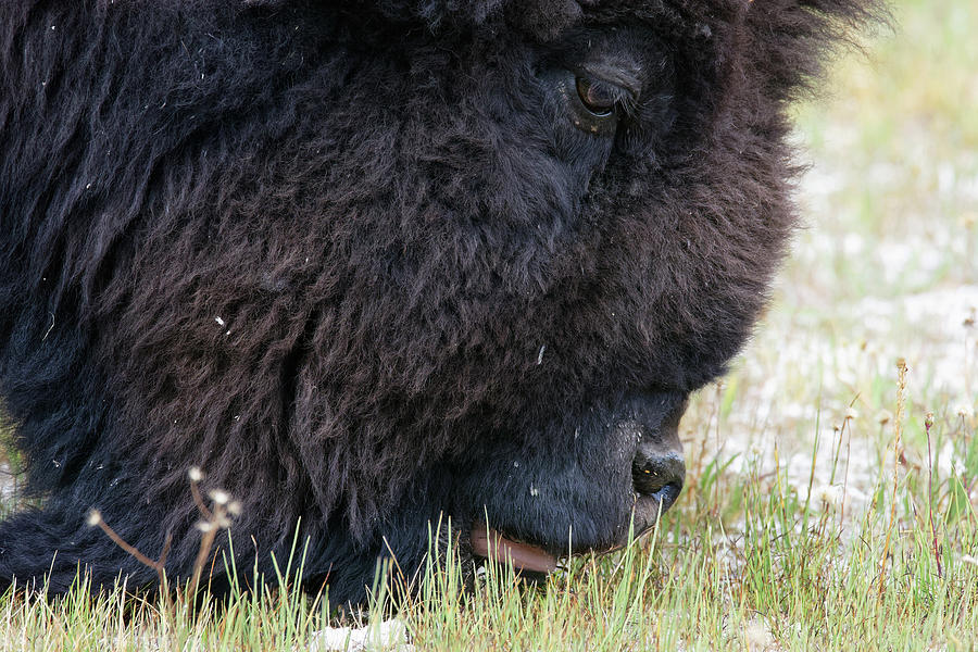The Mowers of Yellowstone -- American Bison in Yellowstone National Park, Wyoming Photograph by Darin Volpe