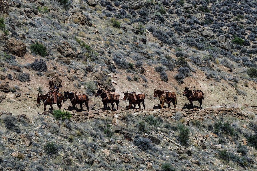 The Mule Train - Grand Canyon National Park, USA Photograph by Amazing Action Photo Video