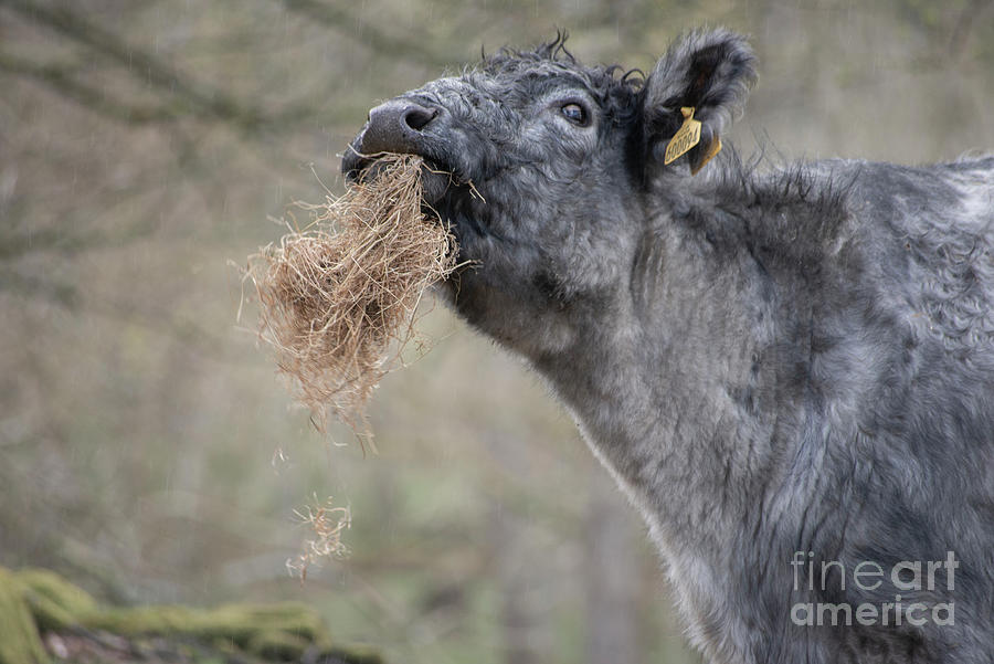 The Munching Cow Photograph