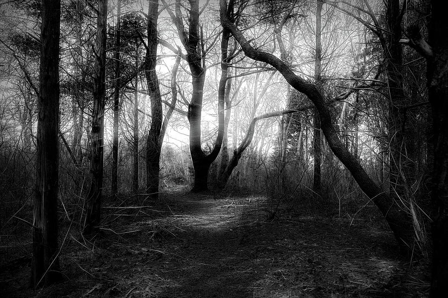 The Murkwood Photograph by David DeCenzo - Fine Art America