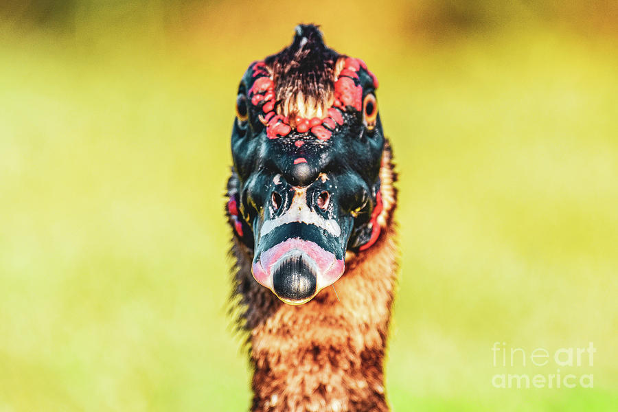 The Muscovy Mugshot Photograph By Trinity Mingione Pixels 4246