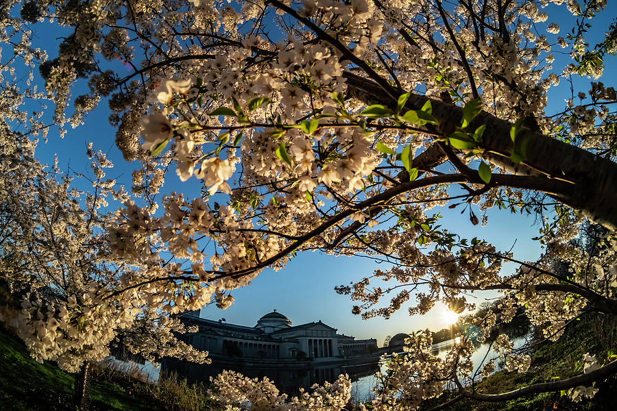 The museum of science and Industry though flowering trees Photograph by Sven Brogren