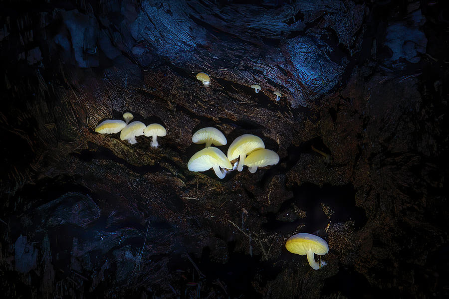 The Mushroom Cave Photograph by Mark Andrew Thomas