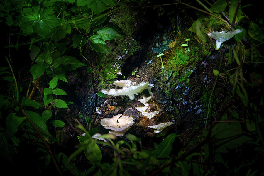 The Mushroom Grotto Photograph by Mark Andrew Thomas