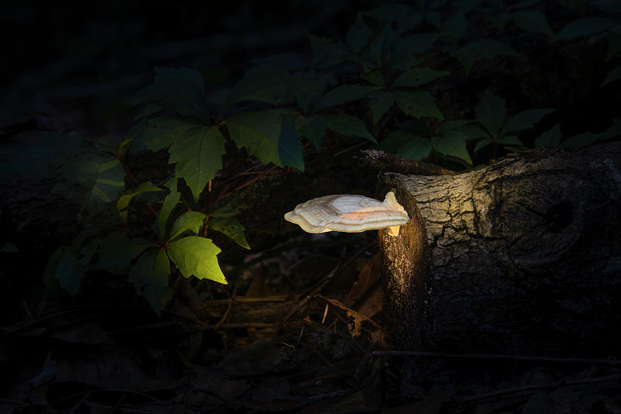 The Mushroom Trail Photograph by Mark Andrew Thomas