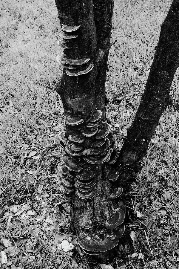 The Mushroom Tree Photograph by Keith Johnson - Pixels