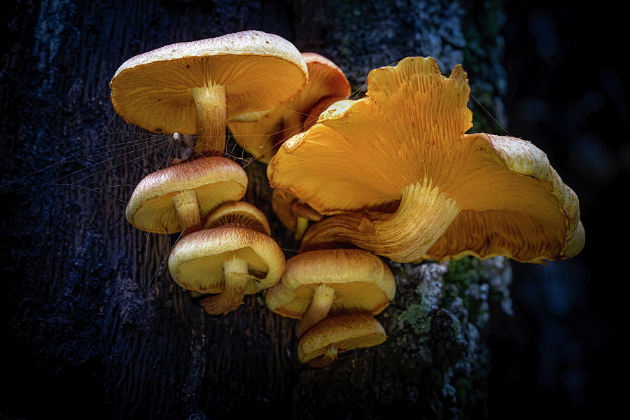 The Mushroom Tree Photograph by Mark Andrew Thomas
