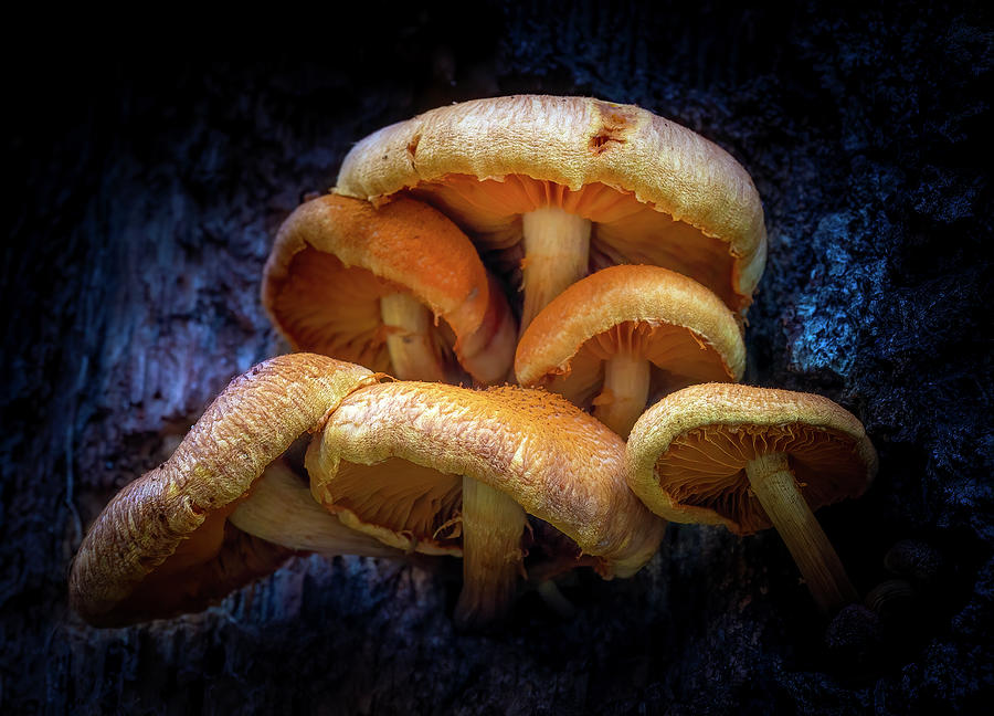 The Mushroom Triangle Photograph by Mark Andrew Thomas