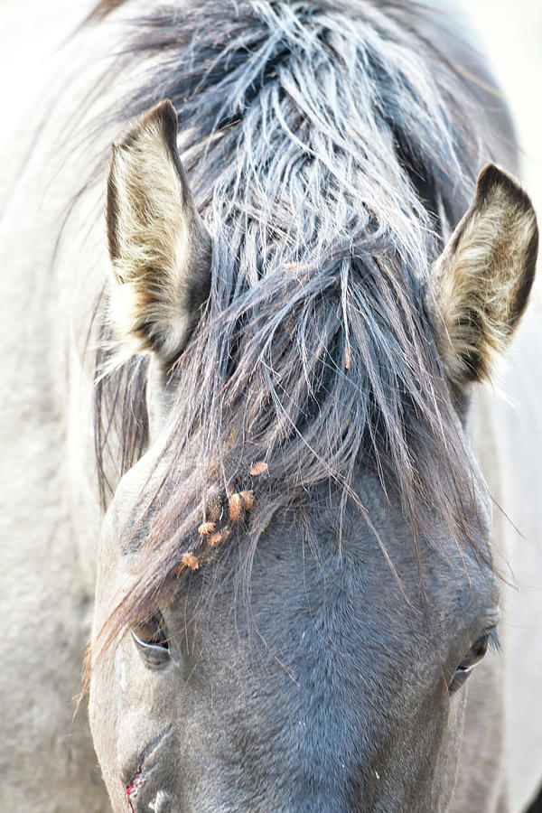 The Mustang Photograph by Sheryl Macklin | Fine Art America