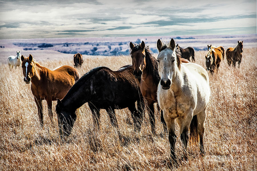 The Mustangs Photograph by Michael Ciskowski