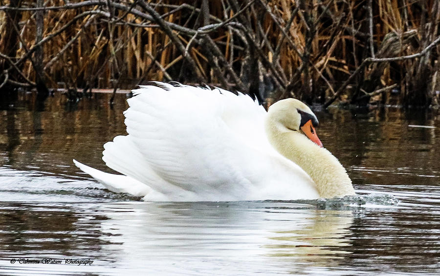 The Mute Swan Glory Photograph by Tahmina Watson