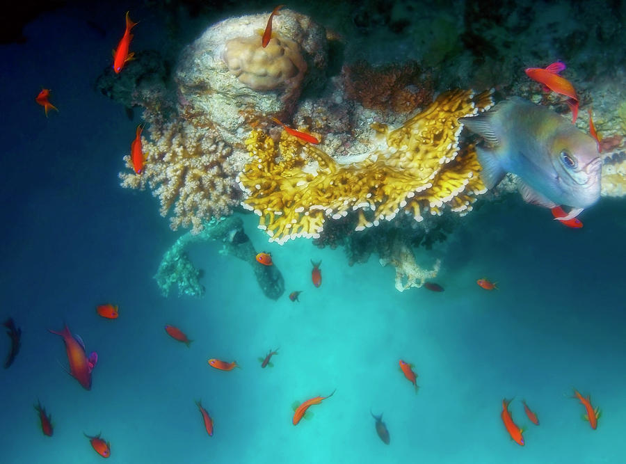 The Mysterious Gorgeous And Colorful Red Sea Photograph by Johanna Hurmerinta