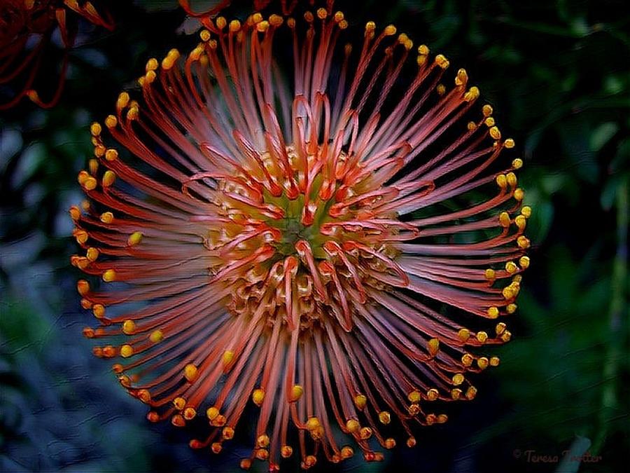 The Mystery of Protea Mixed Media by Teresa Trotter