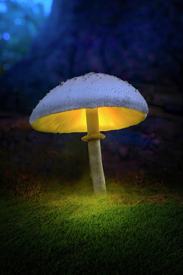 The Mystic Mushroom Photograph by Mark Andrew Thomas