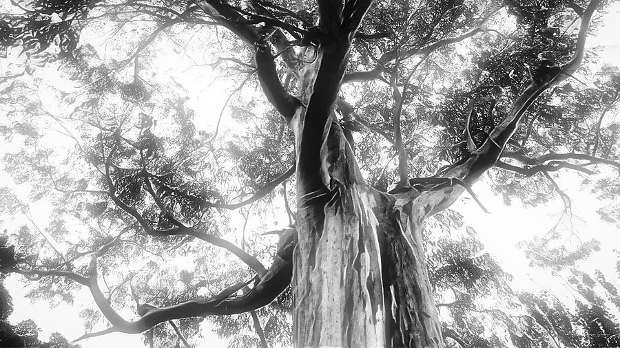 The Mystical Eucalyptus Black and White Photo Art Photograph by Marco Sales